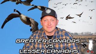 GREATER CANADAS vs. LESSER CANADAS EXPLAINED! - Ep #2 Field Facts with Forrest