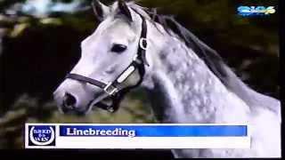 Thoroughbred Breeding Theories