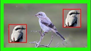 Northern Shrike Song! Northern Shrike Call! Sound! Singing!- Alcaudón Boreal Canto - Lanius Borealis