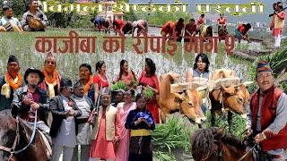 Bimal Shrestha Present "Kaji bako Ropai 2081 "/ काजी बाको रोपाई /२१ औं राष्ट्रिय धान दिवस/असार १५