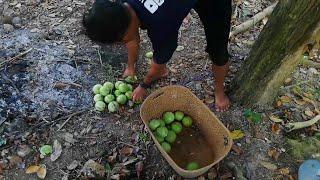 Panen genitu /apel umbel di desaku, makaanan kesukaan warga di kampungku || hidup desa