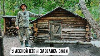 В Лесной Избе поселились змеи, избавляюсь от мышей и змей