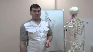 Боль в шее  Мышца поднимающая лопатку. Pain in shee. Myshtsa levator scapula