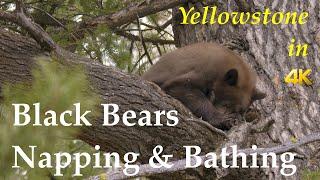 Black Bears Napping and Bathing | Yellowstone in 4K | Inspire Wild Media