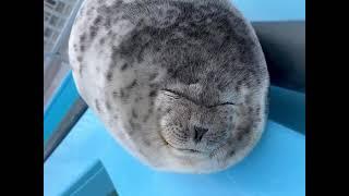 Fluffy seal smiles :)