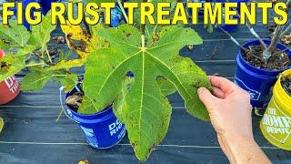 Fig Rust Causes And Fig Rust Treatment: In Ground VS Container Figs