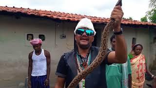 Russell's viper Highly Venomous Snake Rescue From village Snake Rescue Team Panchet Dam (N G O)