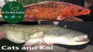 Catfish Fishing at Anglers Paradise - With Bonus Koi Carp!