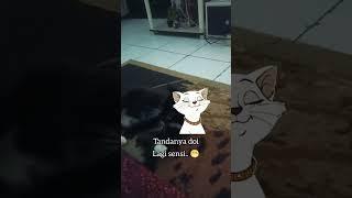 review vlog kucing ngambek #review #vlog  #pemersatubangsa #love #qoutes #cat #short