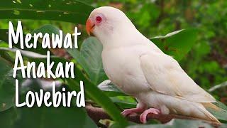 Cara Merawat Anakan Lovebird