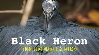 Black Heron | The Umbrella Bird! | Bird watching in The Gambia