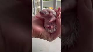 Cute little baby love #hedgehoglover #hedgehoglove #animals #hedgehog