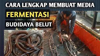 CARA LENGKAP MEMBUAT MEDIA FERMENTASI BUDIDAYA BELUT