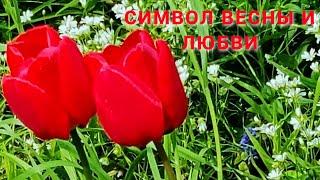 Symbol of spring and love  Символ весны и любви 