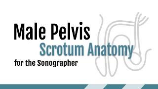 1. Scrotal Anatomy for the Sonographer