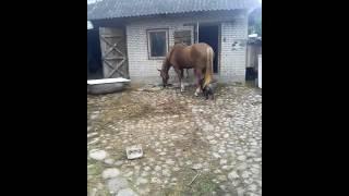 Кабан+ лошадь