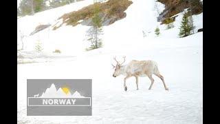 Norway 2018 - beautiful nature - drone shots and wildlife.