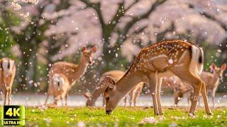 Baby Animals |Spread joy with baby antics and relaxing music 4K (60 FPS)