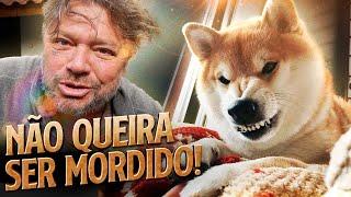 SHIBA INU, UMA MORDIDA MUITO FORTE! | RICHARD RASMUSSEN