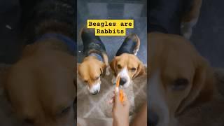 Beagles are Rabbits |