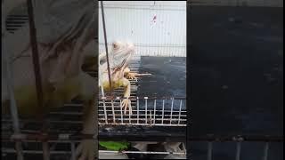 Iguana albinomakan anggur wuu segarny