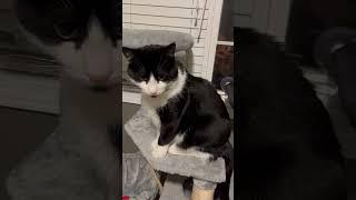 Our Gentleman Isla #cat #catvideos #tuxedocat