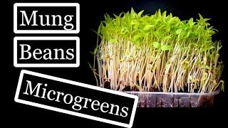 Growing Mung Beans Microgreens