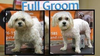 How to groom a Zuchon full groom