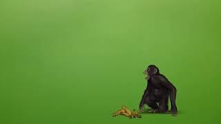 #2. Monkey | #Green Screen ATW
