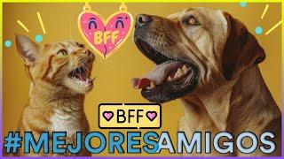 10 Consejos Infalibles Para Que Tu Gato y Tu Perro Se Lleven Bien - SiamCatChannel