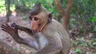 funny monkeys doing stupid things