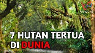 7 Hutan tertua di dunia