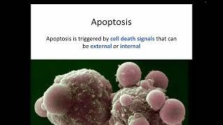 AH Biology 1.5d - Control of Programmed Cell Death (Apoptosis)