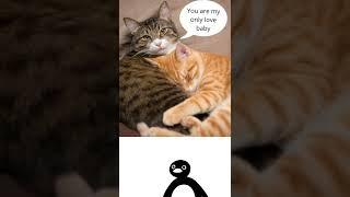 Cat cheating funny animal video  #shorts #cat #memes #catmemes