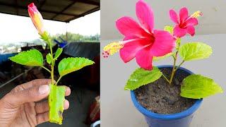 How to grow hibiscus flower at home, tips for growing hibiscus flower with aloe vera