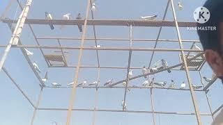 sobha sobha bredar  btery kboter kichiri mAri ki(Pakistan pigeon club )