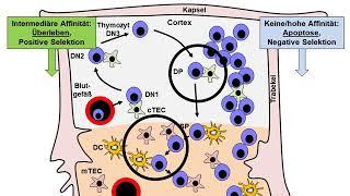 4 T Zell Selektion im Thymus