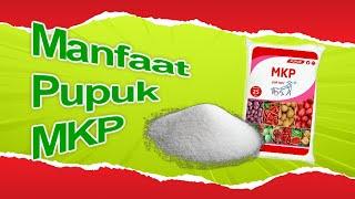 Manfaat dan Cara Menggunakan Pupuk MKP, untuk Tanaman Buah, dan Sayur, Takaran MKP yang Tepat