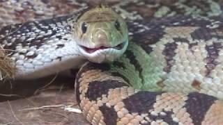 Bullsnake loud hissing