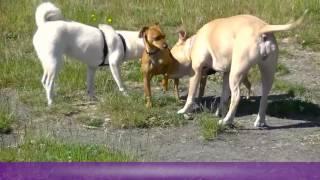 What Does A Good Dog Meeting Look Like