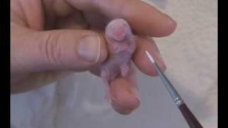 Caring for little Stuart - cute baby mouse