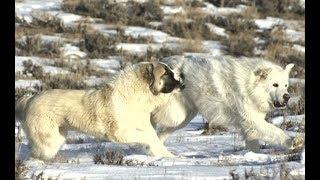 Top 5 Biggest dog breeds that can fight wolves