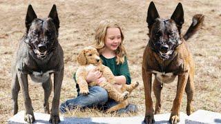 These Are 10 Best Protection Dog Breeds