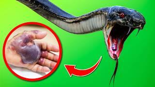 These 10 DEADLY Snakes Are the Ultimate Killers in the Wild!