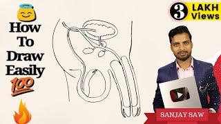 How to Draw Male Reproductive System step by step for Beginners !