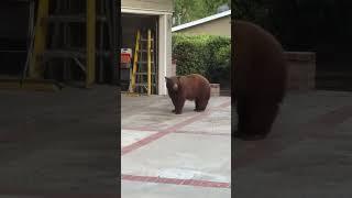 Bear Steals Watermelon From Family's Garage