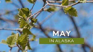 Alaska in May