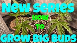 Grow bigger buds series Ep.1 - Seed to harvest grow