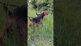 Working Lakeland Terriers in the UK