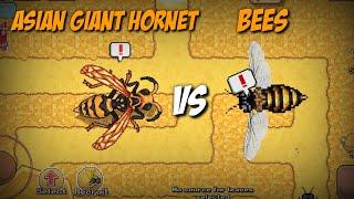 ASIAN GIANT HORNET VS BEES | POCKET ANTS